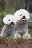 BICHON FRISE 390